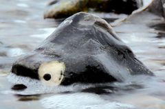 Erstmals in der Ostsee gesichtet: Der (vor Wut) schäumende Steinfisch