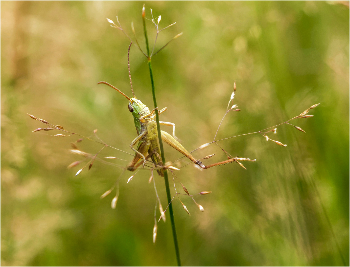 erstrahlt im Glanze der feinen trockenen Wisenrispengras - Blüten  ..... .....