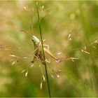 erstrahlt im Glanze der feinen trockenen Wisenrispengras - Blüten  ..... .....