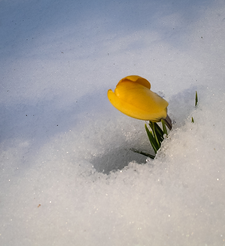 ERSTRAHLT übern dem Schnee