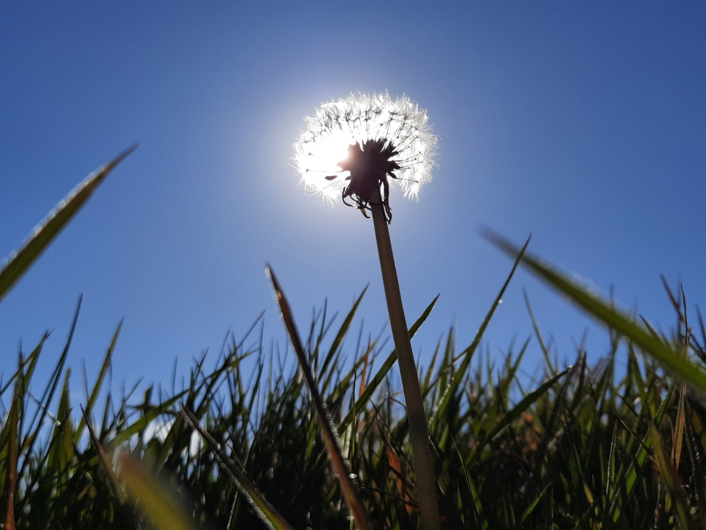 Erstrahlte Pusteblume 