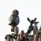 Erstsichtung Sperlingskauz (Glaucidium passerinum) 