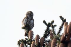 Erstsichtung Sperlingskauz (Glaucidium passerinum) 