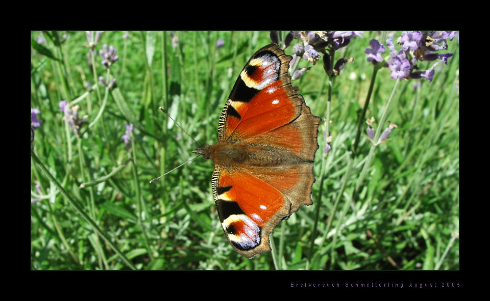 Erstversuch Schmetterling August 2005