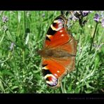 Erstversuch Schmetterling August 2005