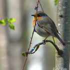 Erthacus rubecula