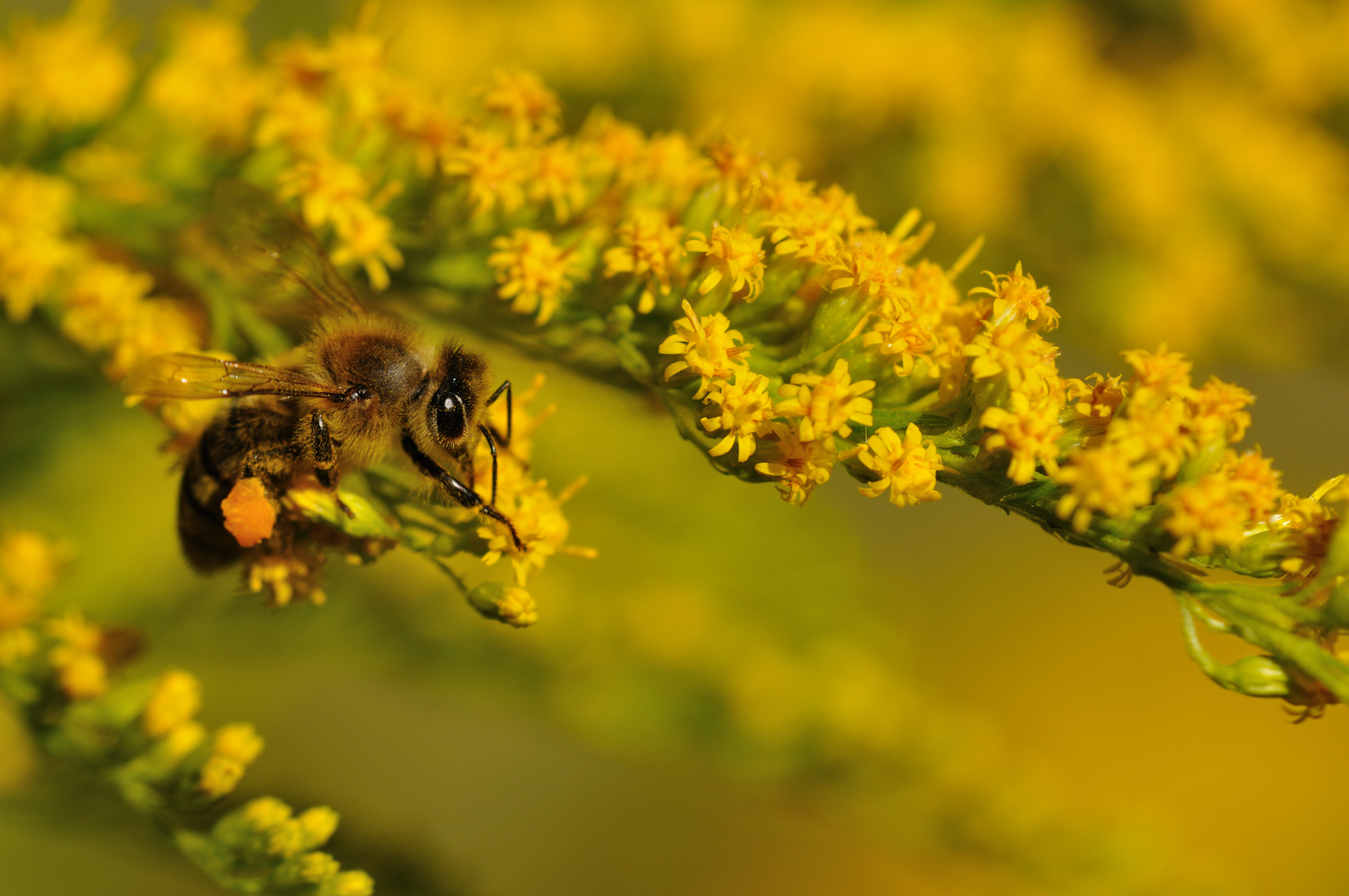 Ertragsreiche Bienenweide