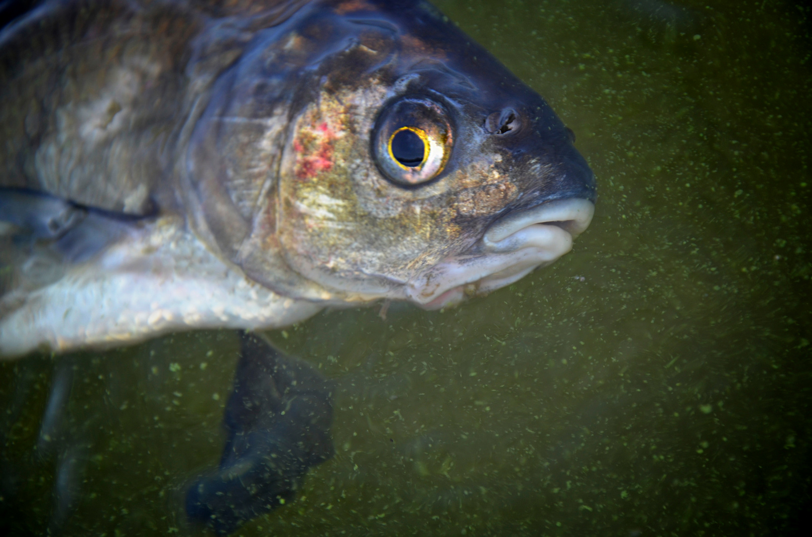 ertrinkender Fisch