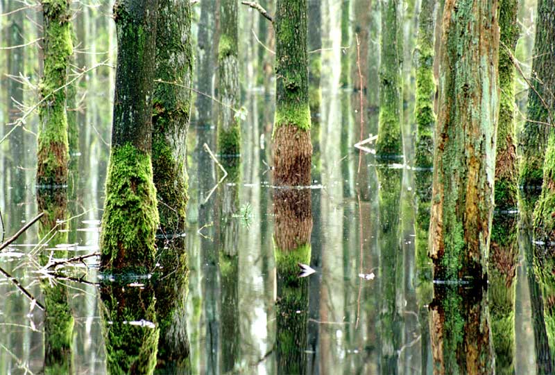 ertronken wald