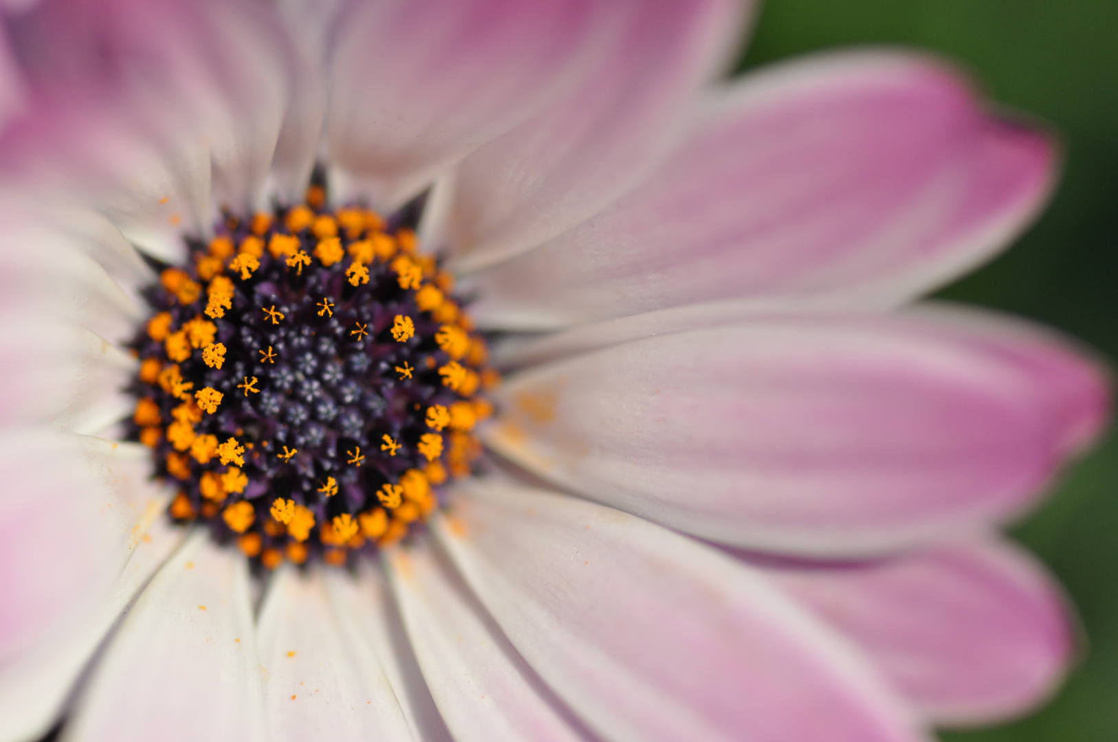 Eruption pollinique