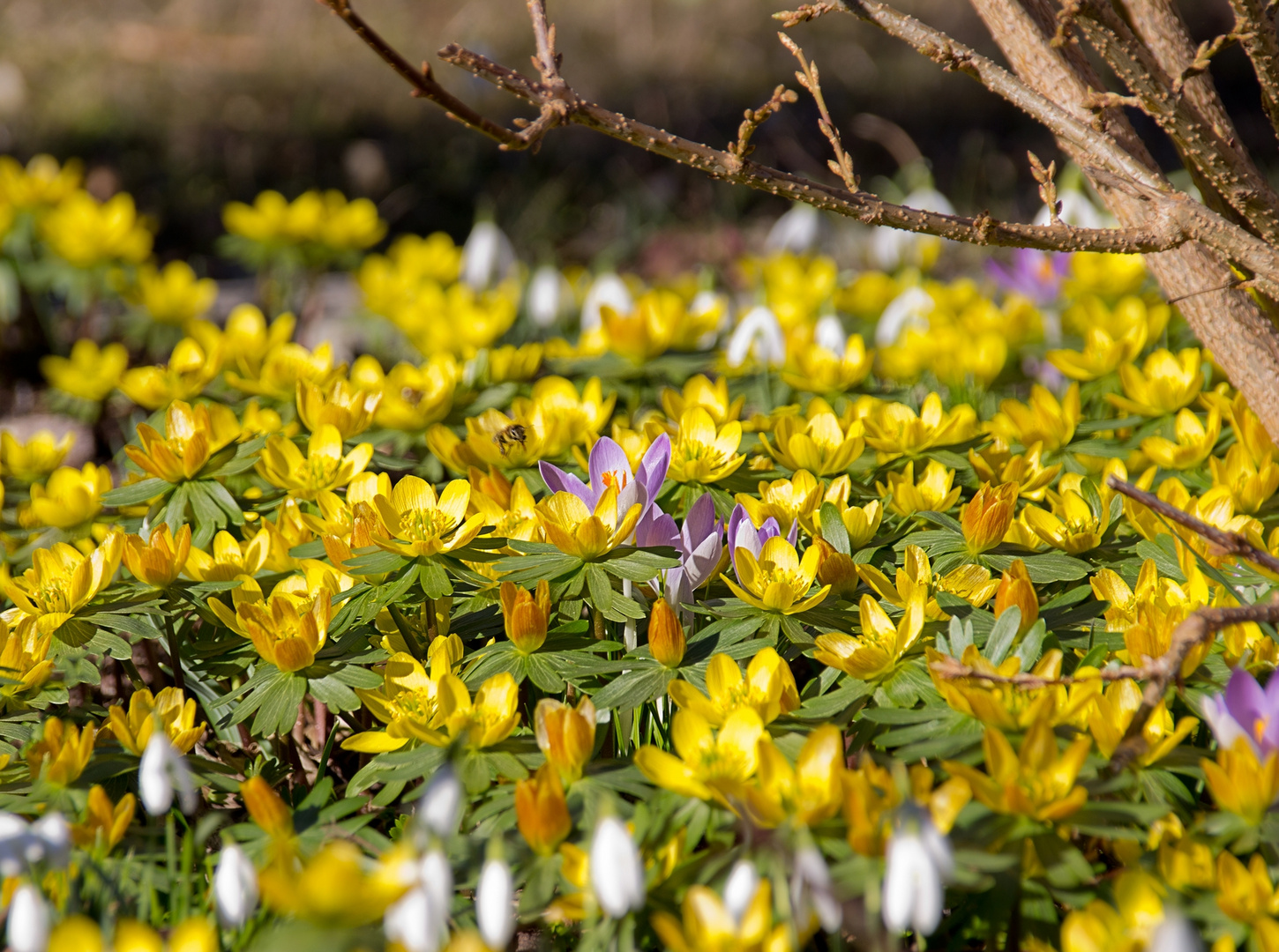 Erwachen Foto & Bild jahreszeiten, frühling, landschaft Bilder auf