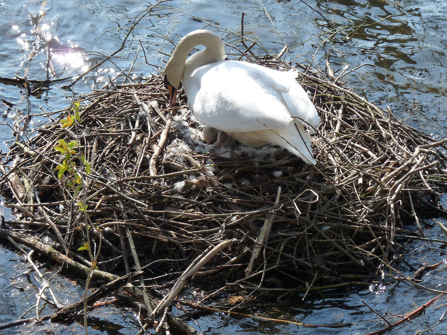 Erwachen am Sorpesee