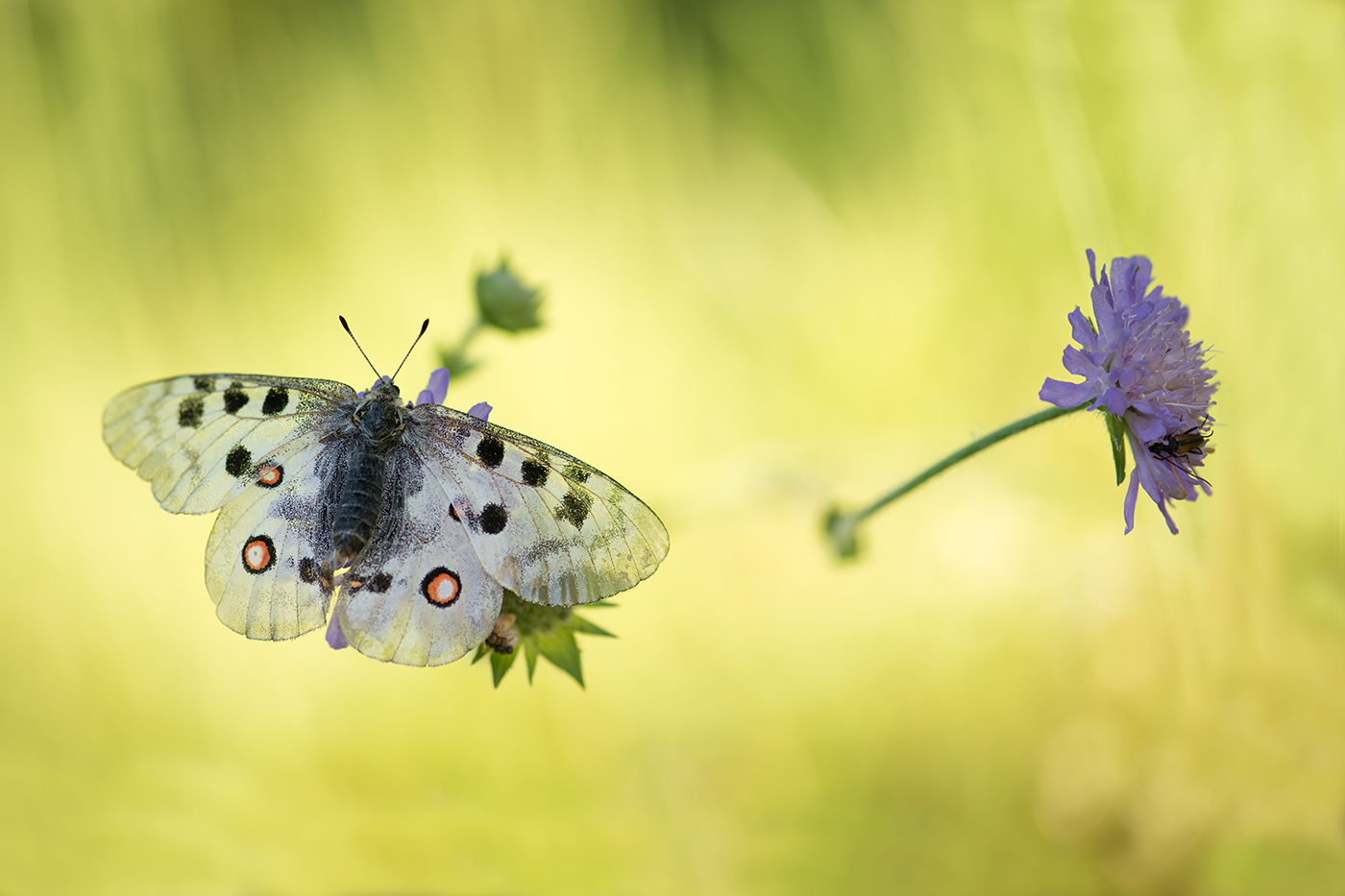 Erwachen... Apollo parnassius