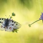 Erwachen... Apollo parnassius