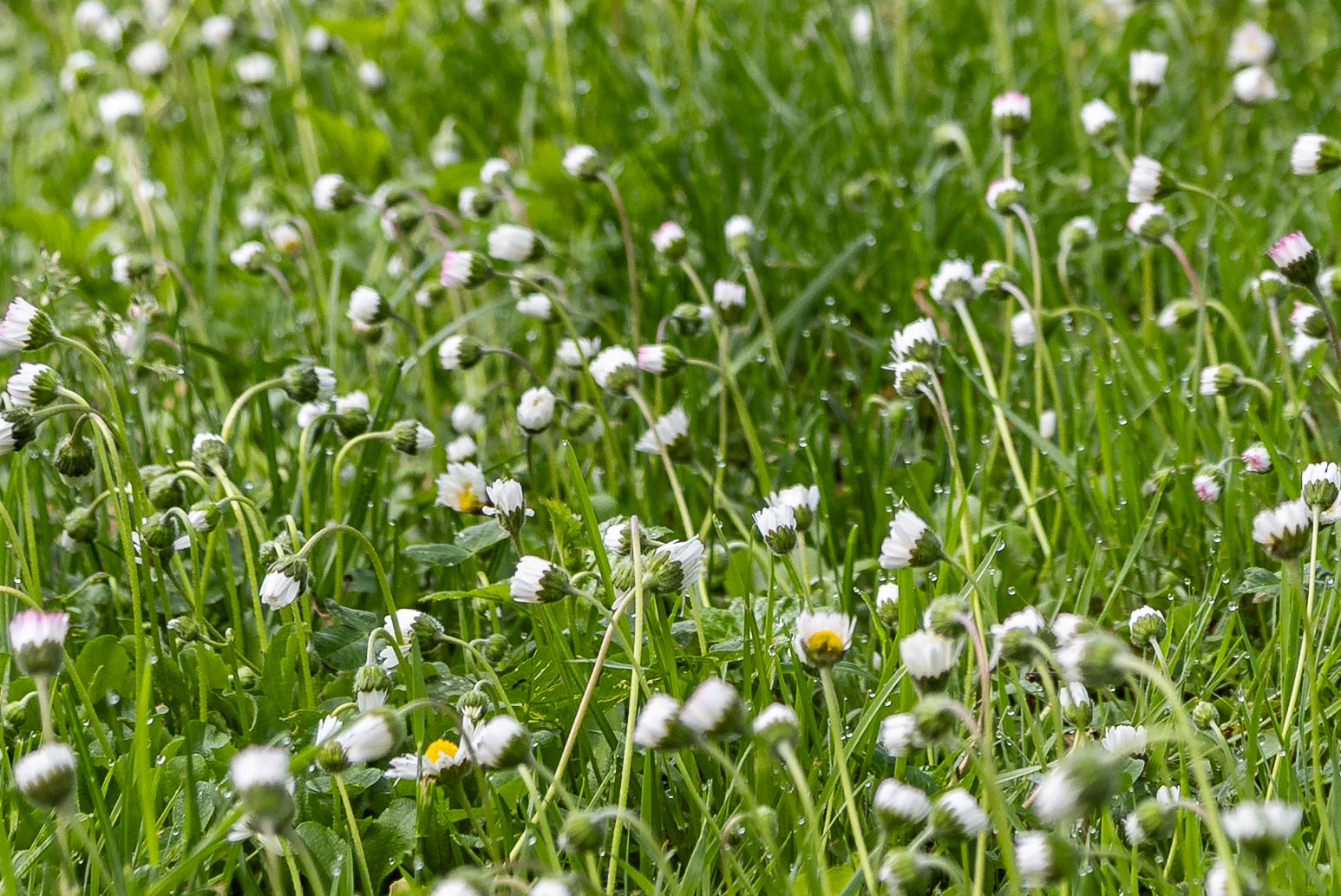 Erwachen der Gänseblümchen im Morgentau