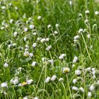 Erwachen der Gänseblümchen im Morgentau