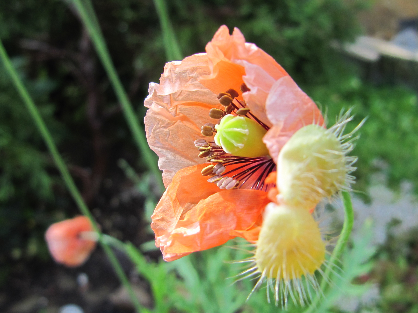 Erwachen der Mohnblüte