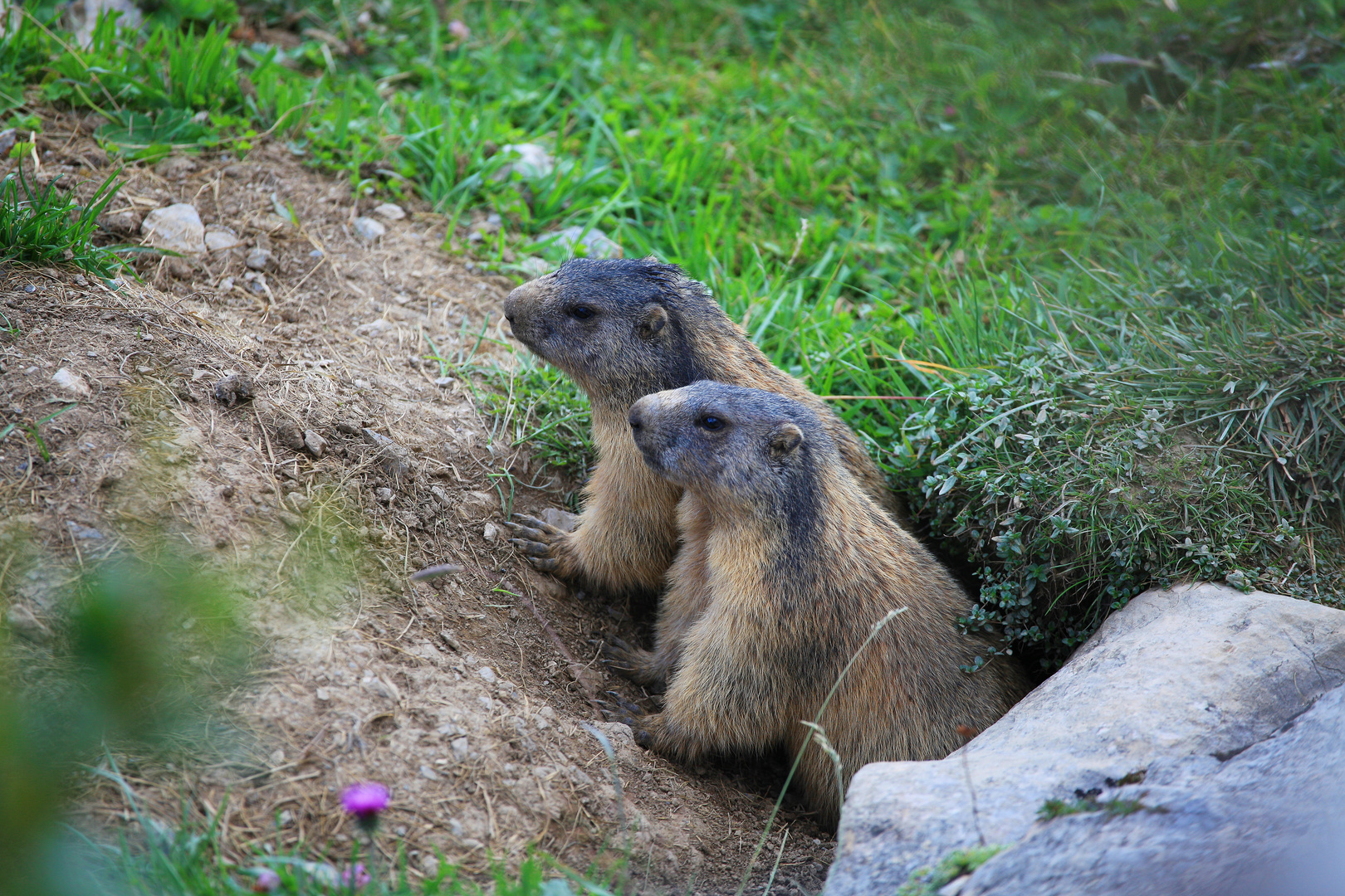 Erwachen der Murmeltiere nach einem langen Winterschlaf