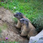 Erwachen der Murmeltiere nach einem langen Winterschlaf