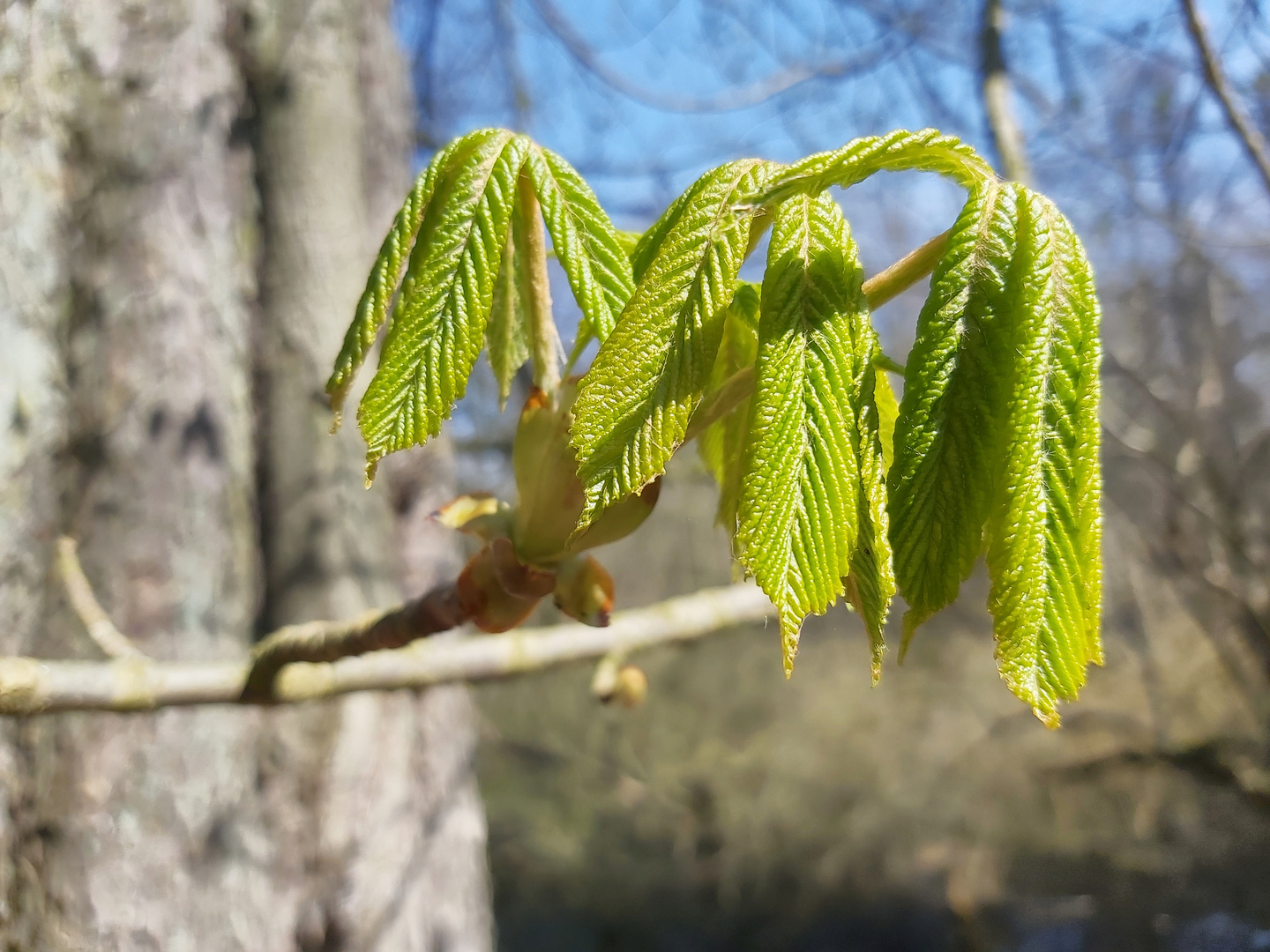 Erwachen der Natur