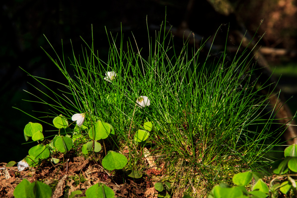 Erwachen der Natur im Wald