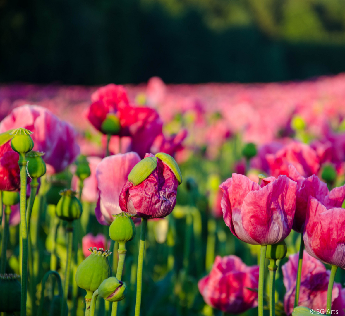 Erwachen einer Blüte