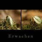 Erwachen