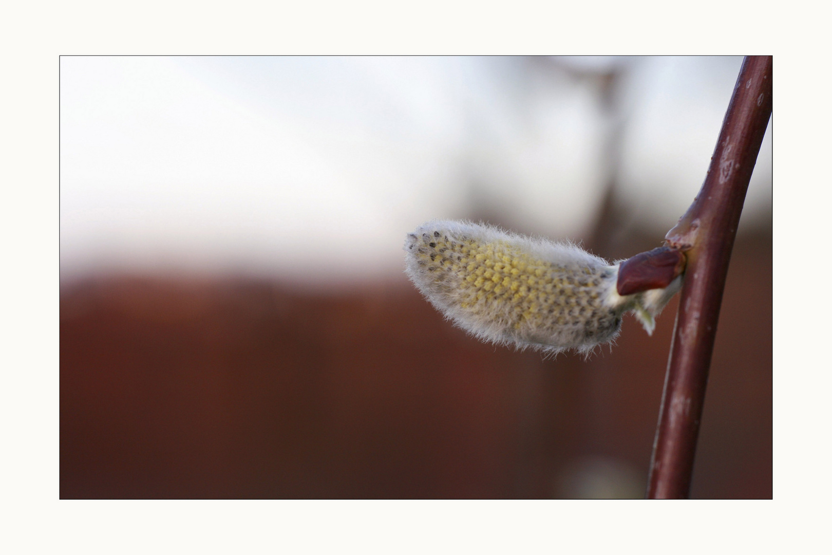 Erwachen im Garten