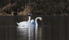 Erwachen im März