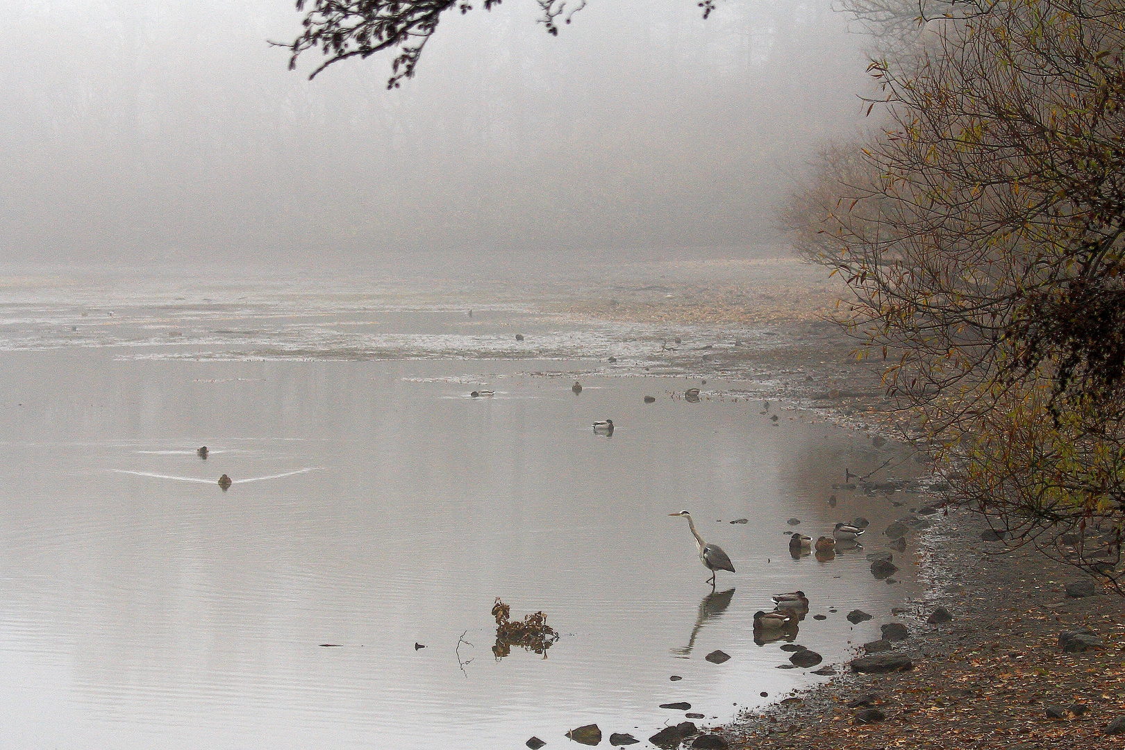 Erwachen im Morgennebel