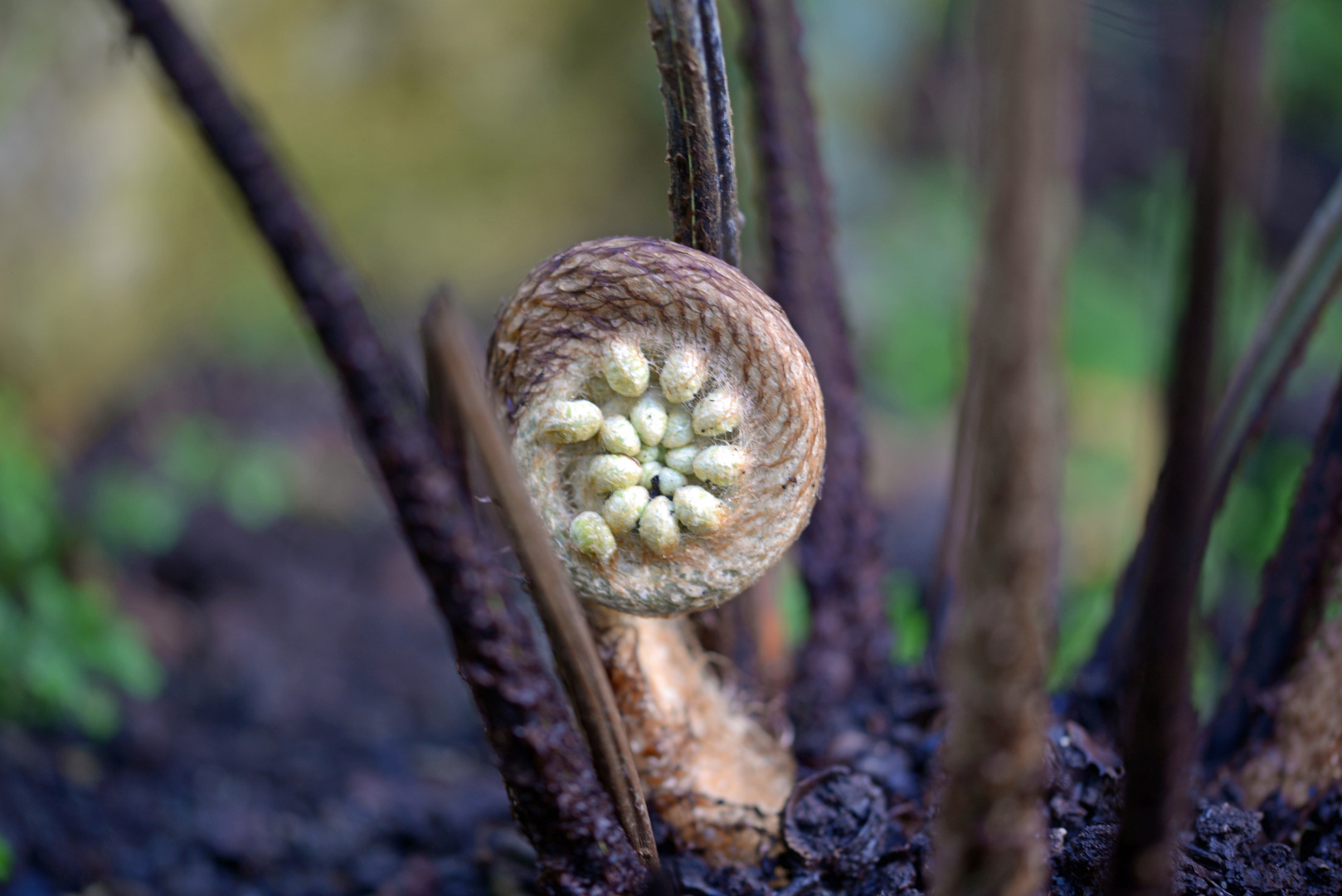 Erwachen im Wald