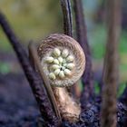 Erwachen im Wald