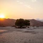 Erwachen in der Namib