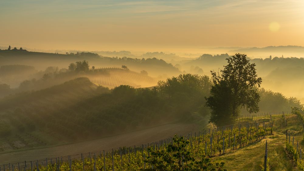 Erwachen in Piemont Foto &amp; Bild | fotos, italien, nebel Bilder auf ...