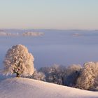 Erwachen über dem Nebel