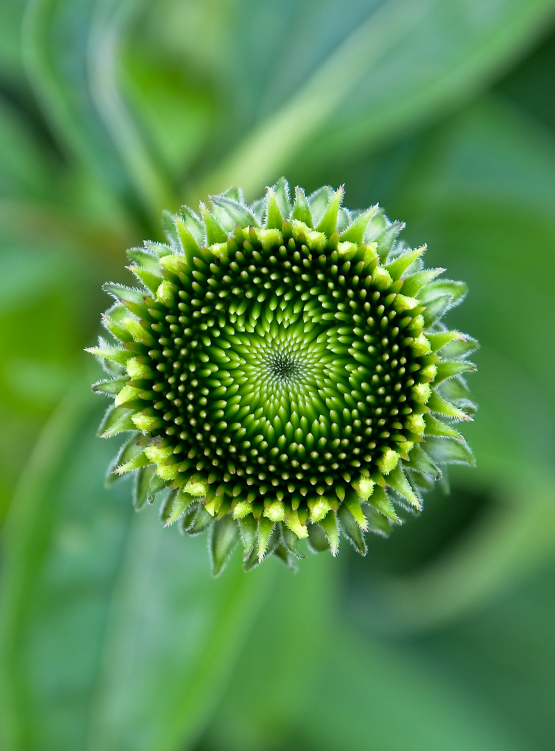 erwachende Blüte