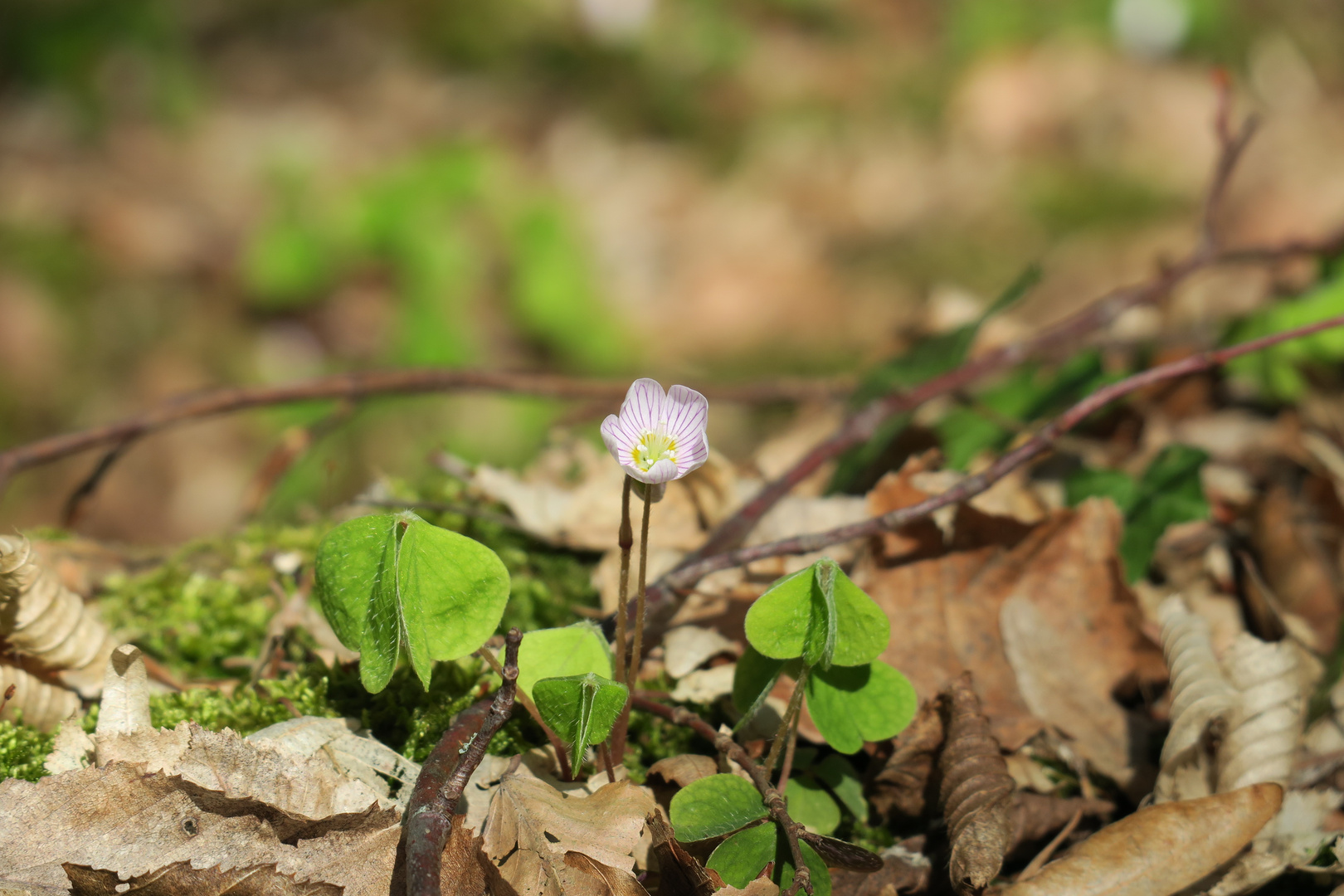 Erwachende Blüte