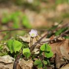 Erwachende Blüte