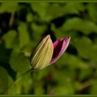 Erwachende Clematis