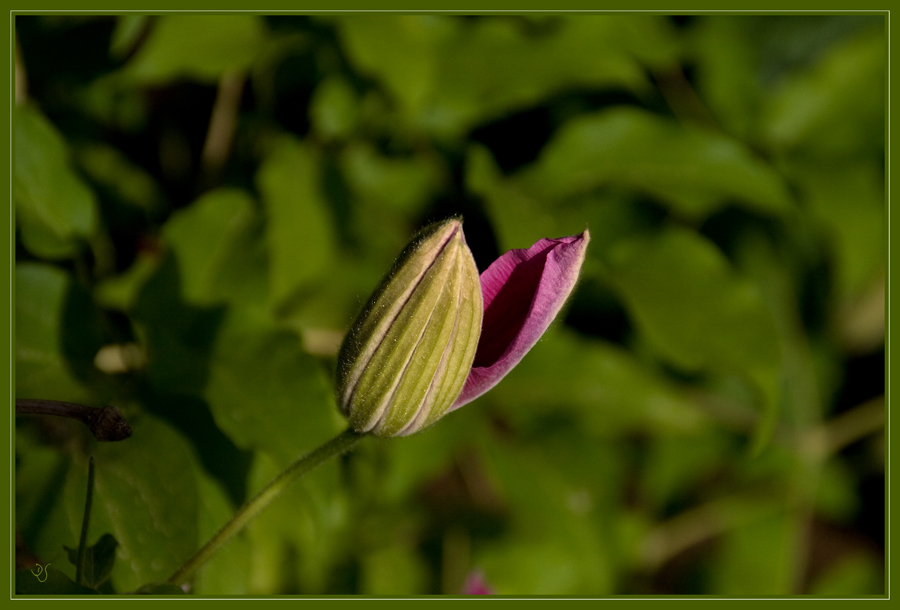 Erwachende Clematis