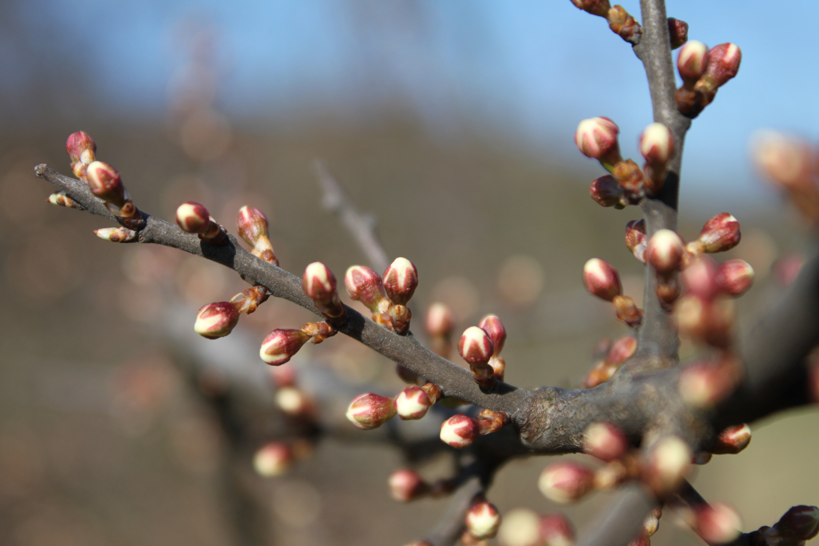 Erwachende Natur