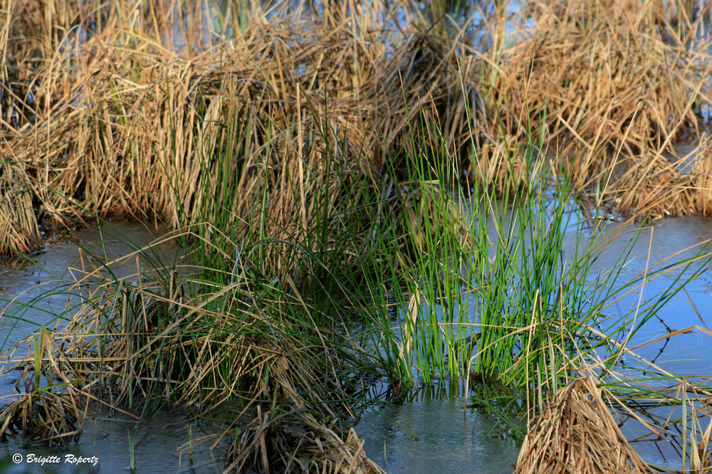 Erwachende Natur