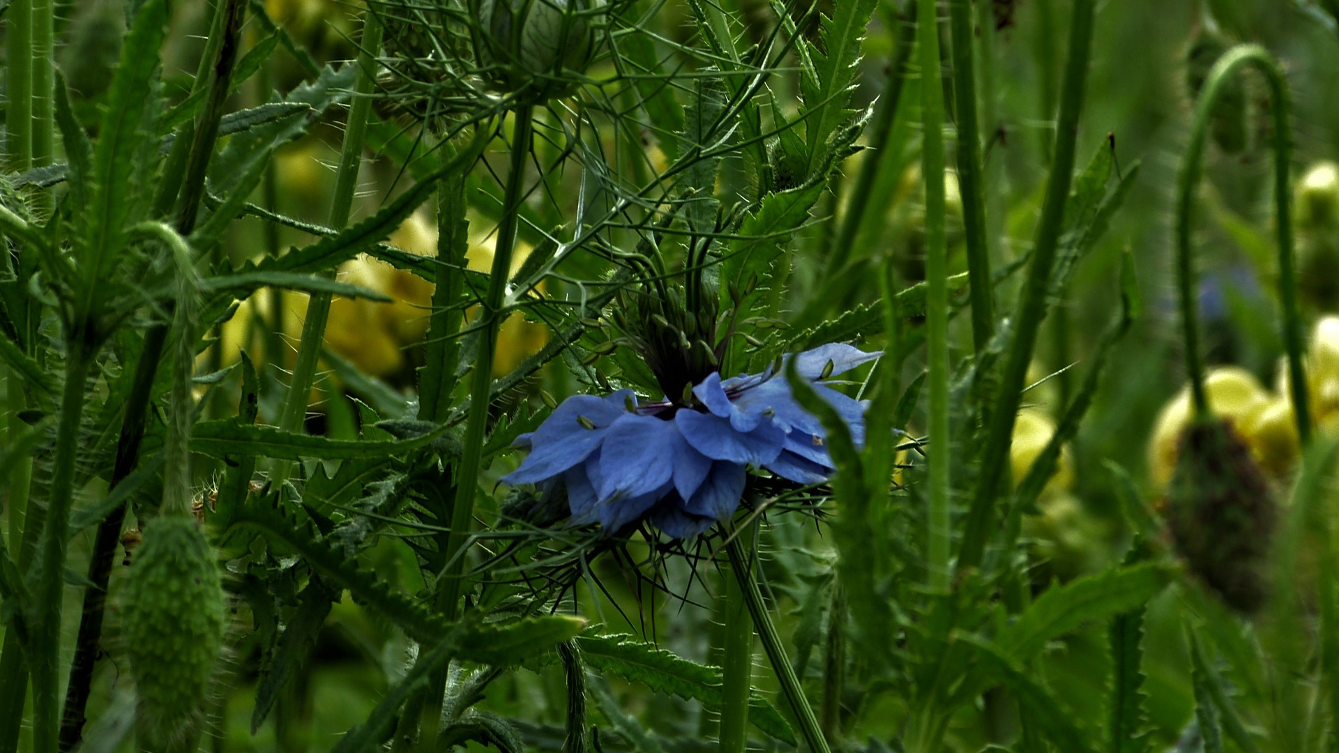 Erwachende Natur in ihrer ganzen Schönheit.