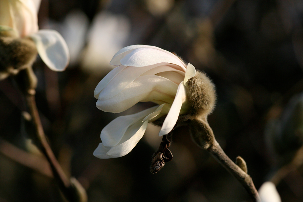 Erwachende Sternmagnolie