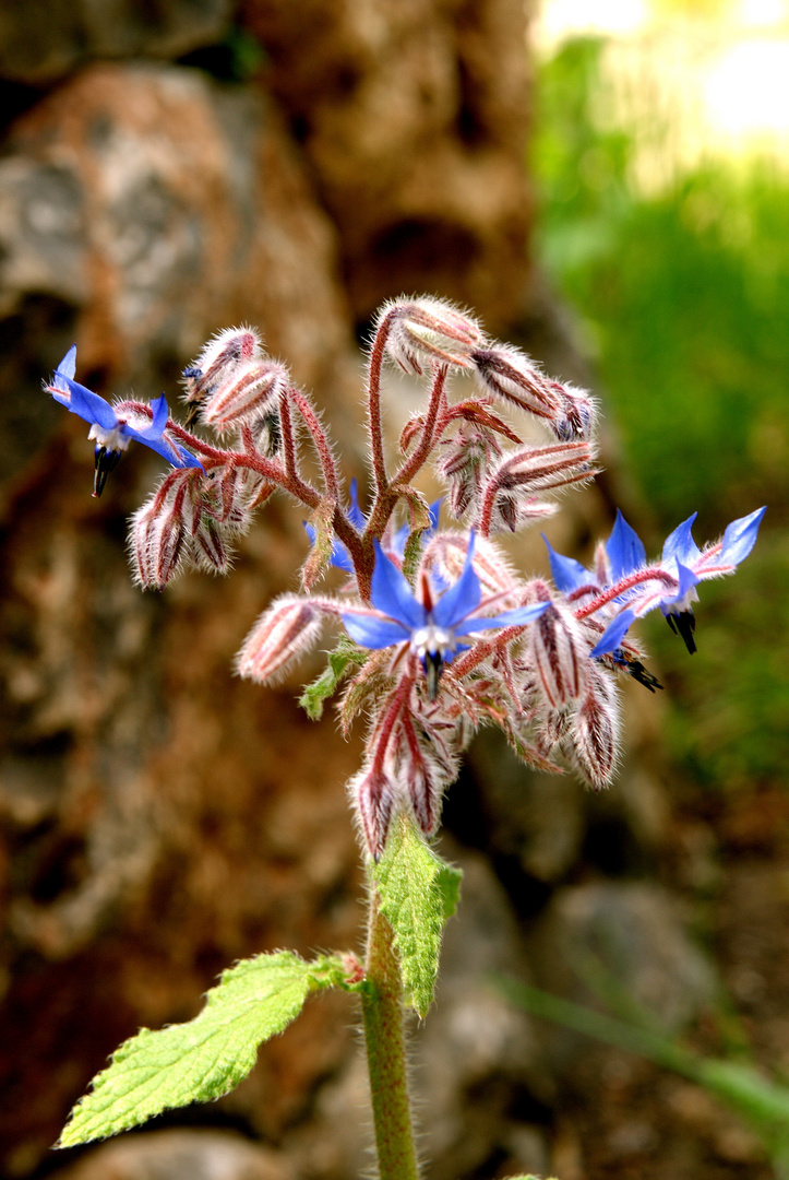 Erwachender Frühling in der Serra de Tramuntana