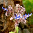 Erwachender Frühling in der Serra de Tramuntana