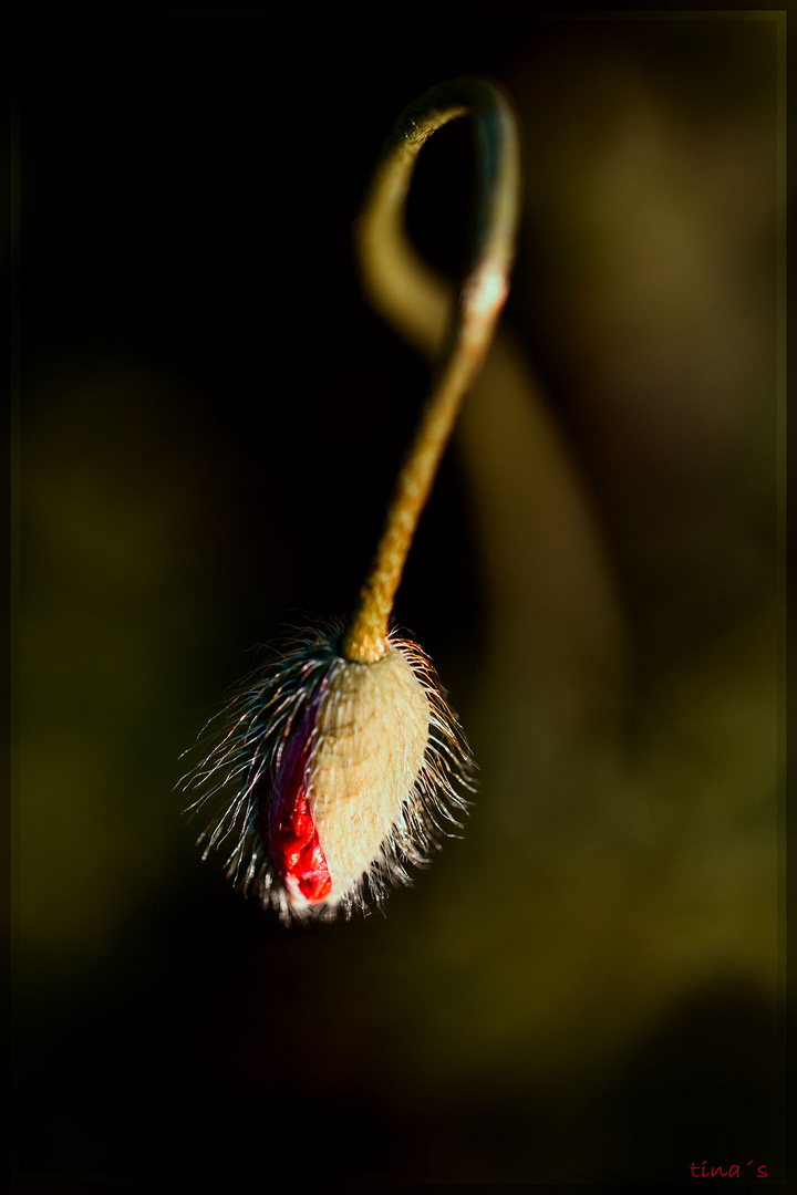 Erwachender Klatschmohn