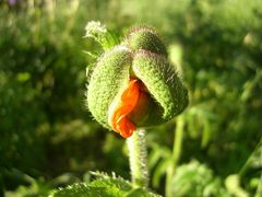 erwachender mohn