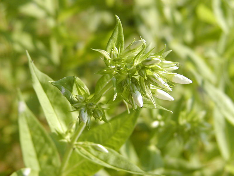 erwachender Phlox