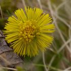 Erwachendes Leben - zwischen dürrem Laubblatt und Gras schiebt sich eine Huflattichblüle ans Licht